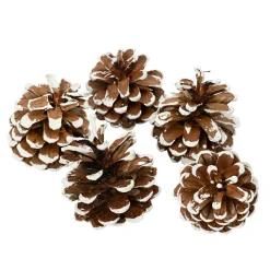 Lot de 5 pommes de pin Pinus nigra enneigées Naturel